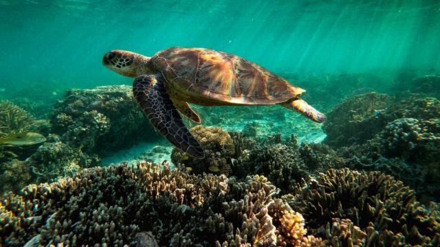 澳洲大堡礁名列世界遗产40年后面临的“降级”危机