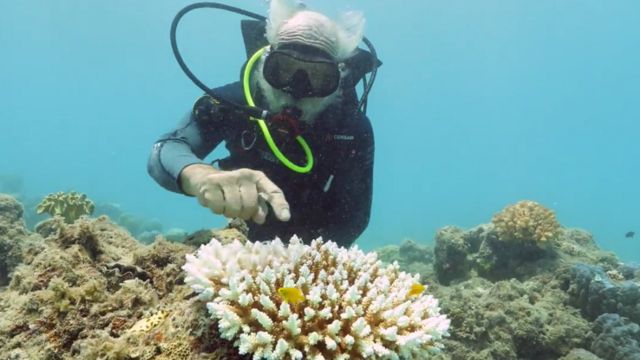 澳洲大堡礁名列世界遗产40年后面临的“降级”危机